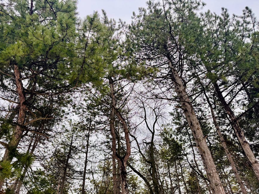 How Trees Talk: The Science Behind the Wood Wide Web