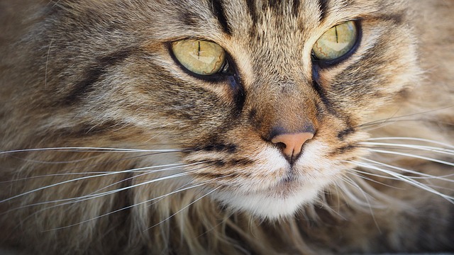 How Zoos Are Cooling Big Cats During Heatwaves