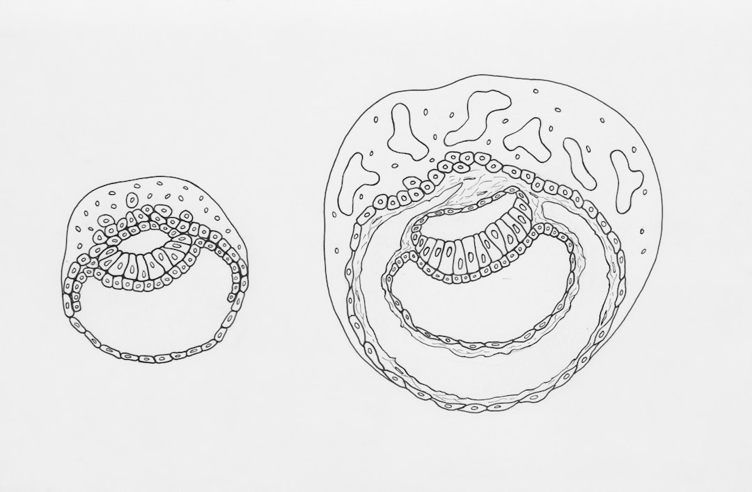 Human Embryos Atlas Reveals New Insights After Gastrulation