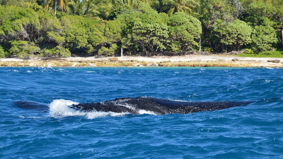 Humpback Whale Dies After 3 Weeks of Rescue Efforts