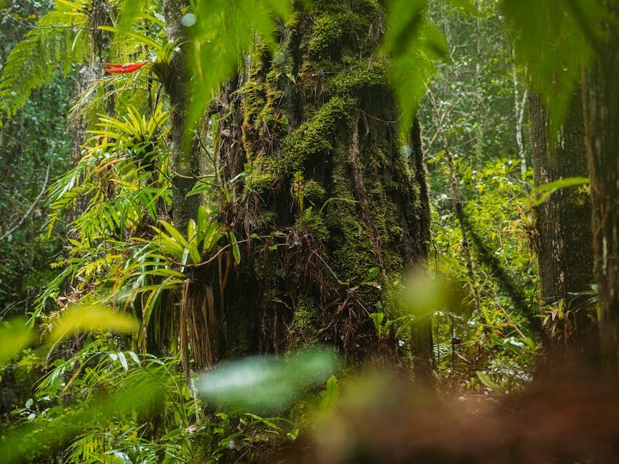 Isle of Man Holds 90% Rainforest Potential, Study Finds