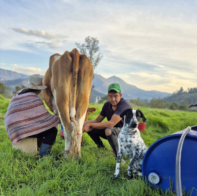 Milk Prices Fall 15% Below Cost in 2024, Farmers Warn