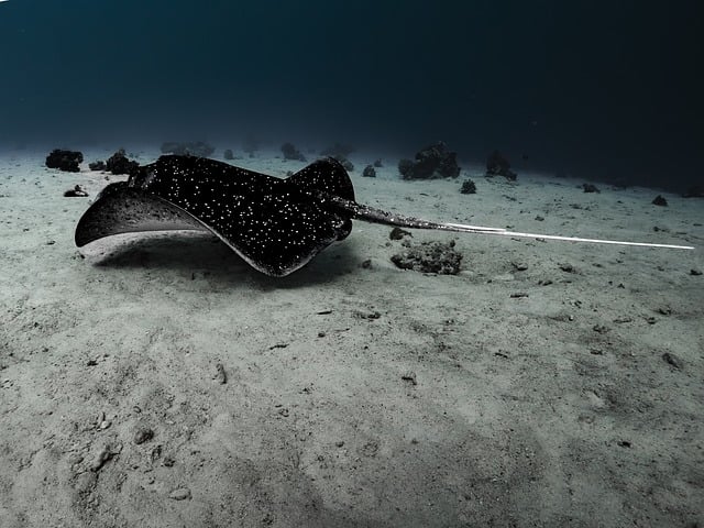 New Technology Surges to Save North Atlantic Right Whales - VirentaNews
