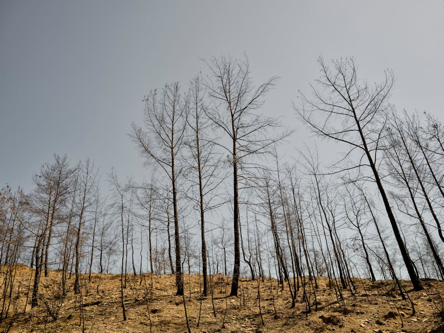 Northern Ireland Sees 60% Increase in Fire Weather Days Since 2000