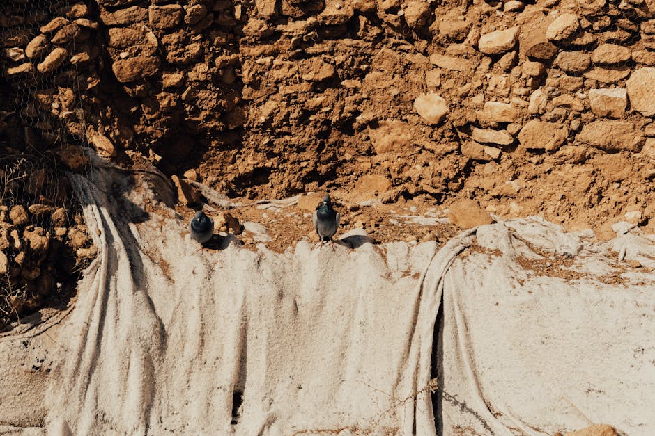Pigeons Have Lived Near Humans Since 1400 B.C.