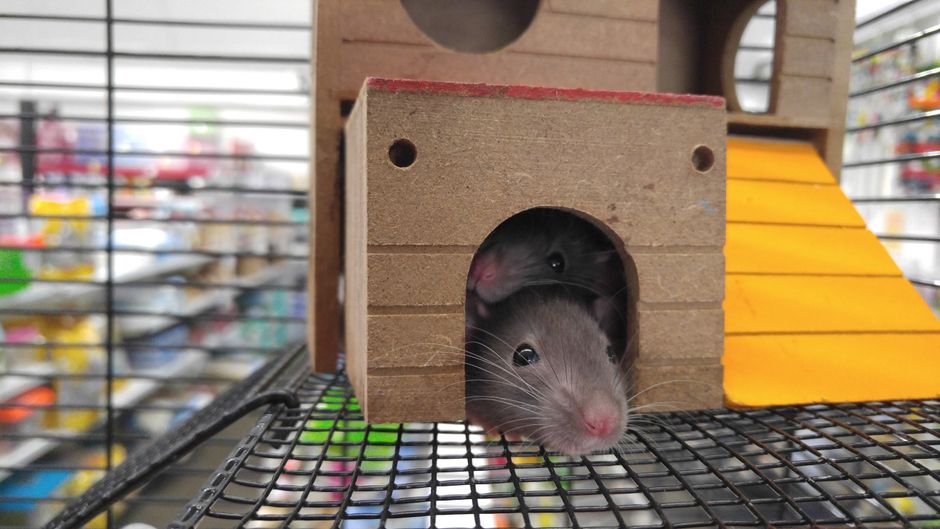 Psilocybin Eases Nerve Pain 30% Longer in Mice Study
