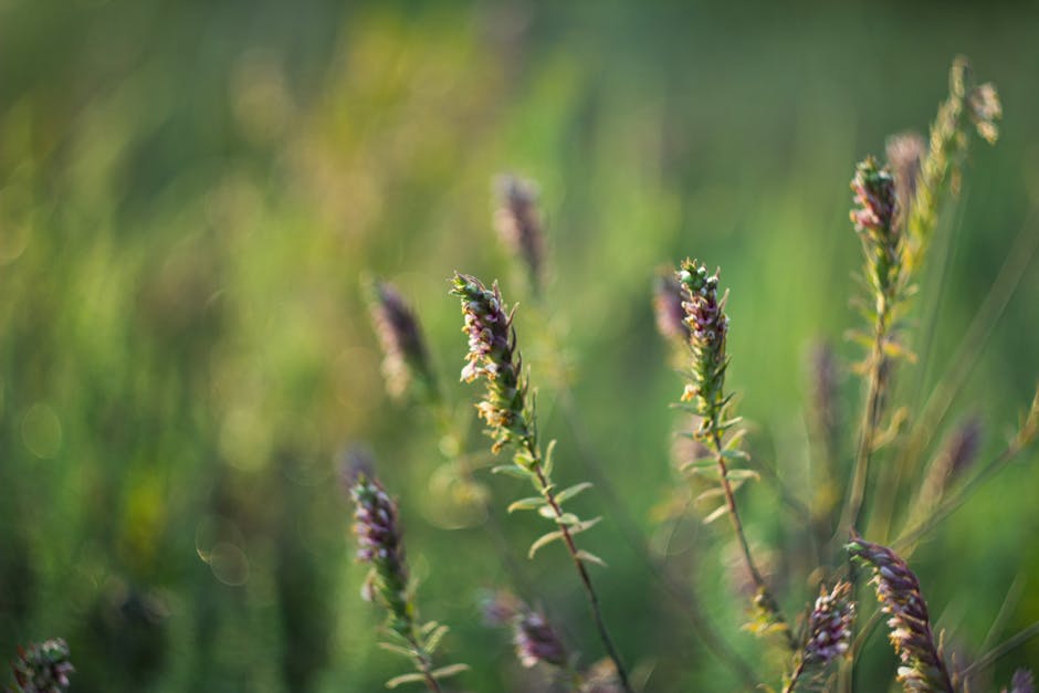 Rare Kentish Milkwort Surges 700% After Conservation Push