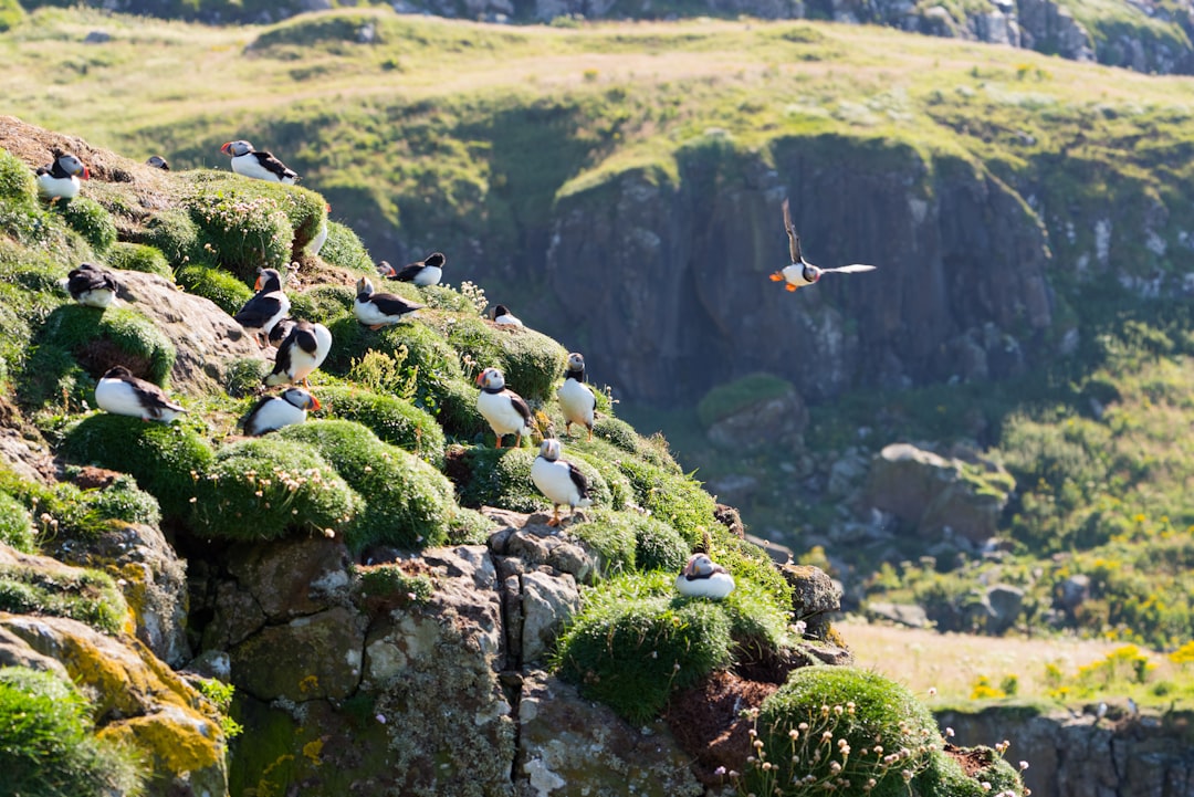 Scottish Wrens Evolve into New Species through Island Gigantism