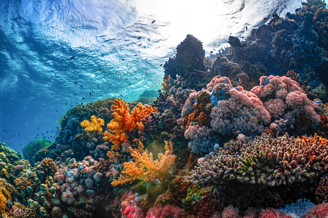 Scuba Divers Unintentionally Damage 80% of Coral Reefs They Touch, Study Finds - VirentaNews