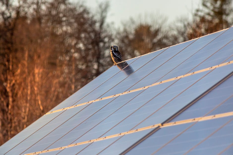 Solar Project Hosts 30+ New Species in 2 Years