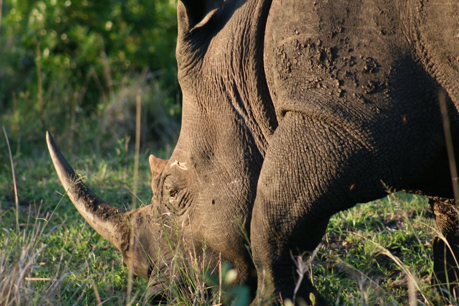 South African Police Kill 5 Rhino Poachers in Kruger National Park