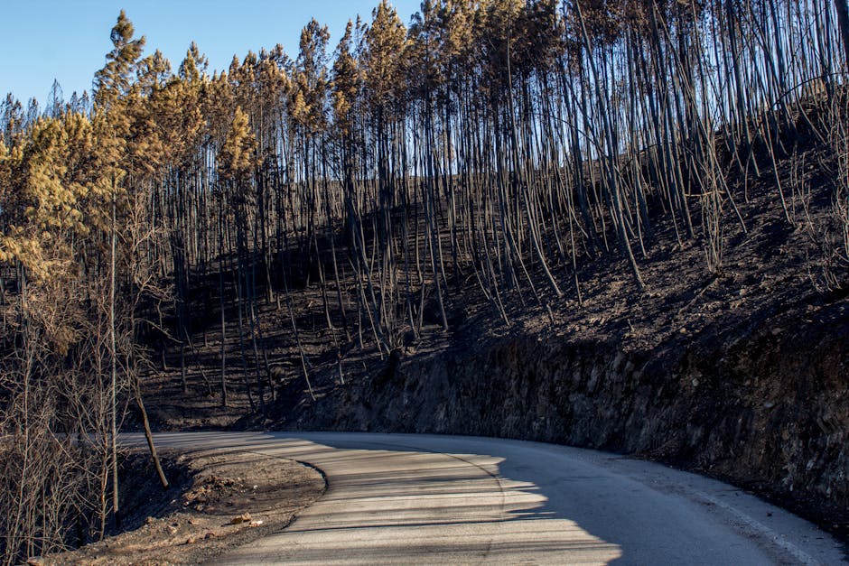 Startup Plans to Bury 1M Burnt Trees Annually by 2030