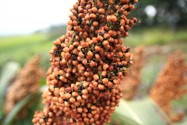 Sugarcane Genome Breaks New Ground in Polyploid Research - VirentaNews