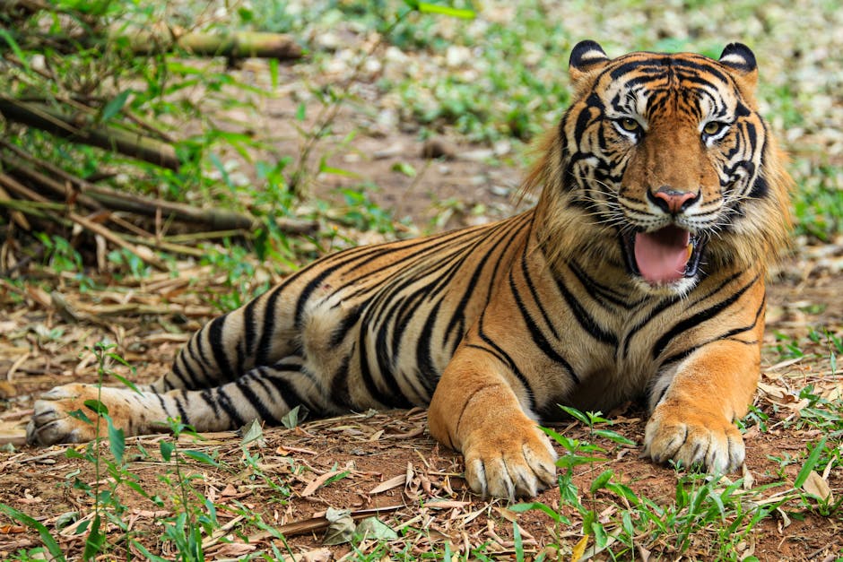Sumatran Tiger Population Breaks 400 Mark