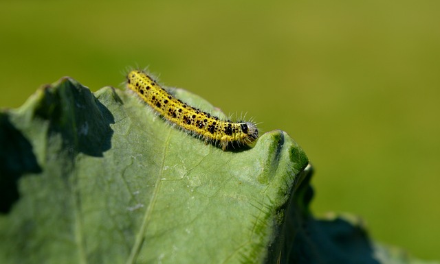 Toxic Caterpillars On The Rise: 8 Key Facts - VirentaNews