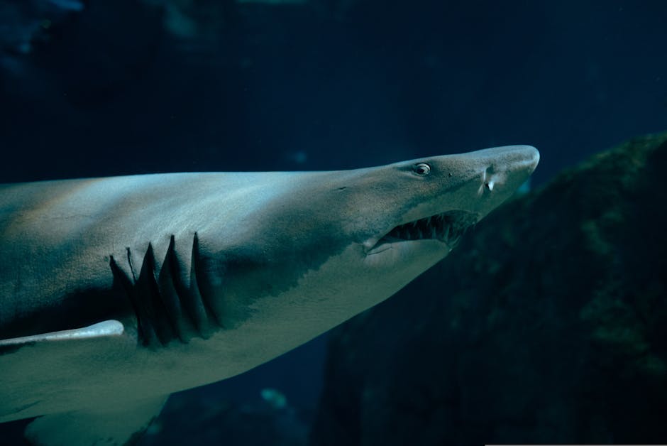 Tragedy Surges as Shark Attack Claims Man’s Life