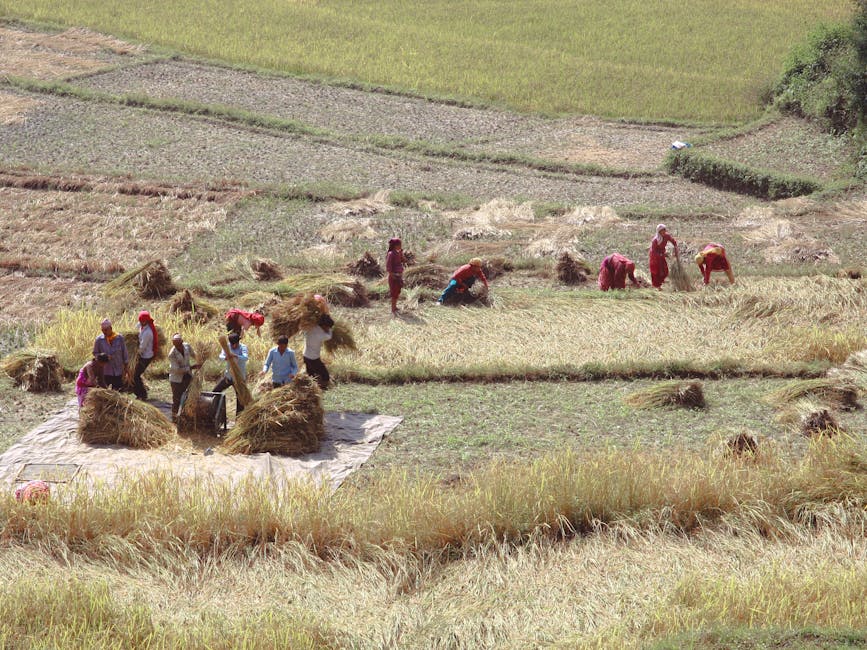 White House Reveals $17B Annual US Agricultural Sales Deal with China