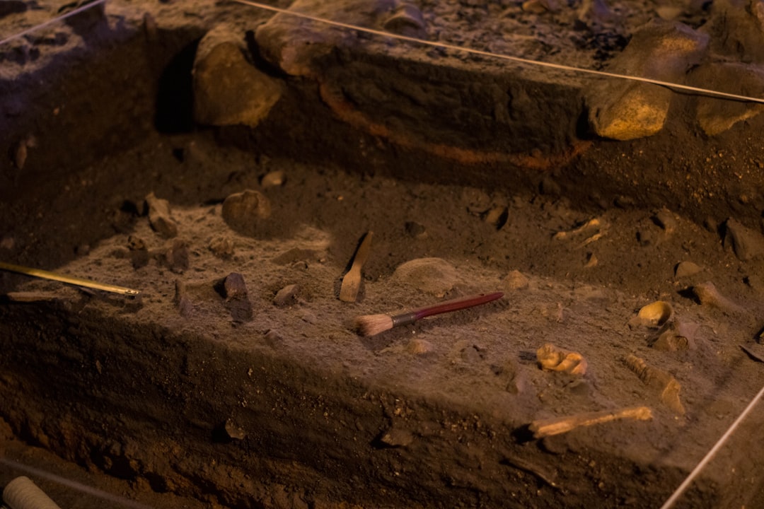 Why 100-million-year-old insect had crab-like pincers - VirentaNews