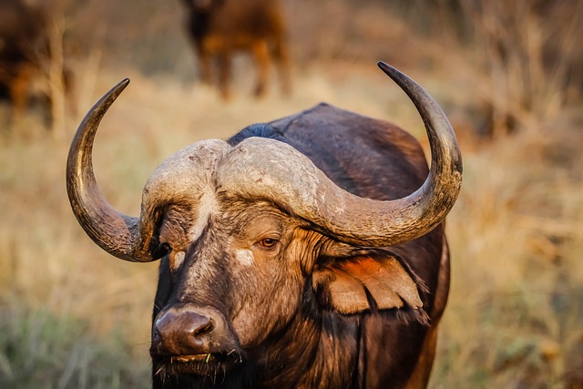 Why a Viral Buffalo Was Saved in Bangladesh - VirentaNews