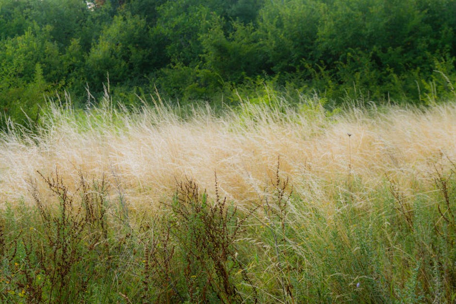 Why Braiding Sweetgrass Matters Now More Than Ever