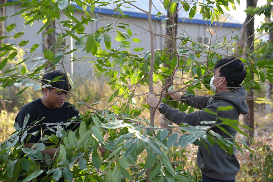 Why Carbon Credits Matter for Forests