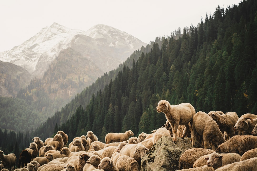 Why Chinese Workers Are Leaving Cities for Shepherd Jobs