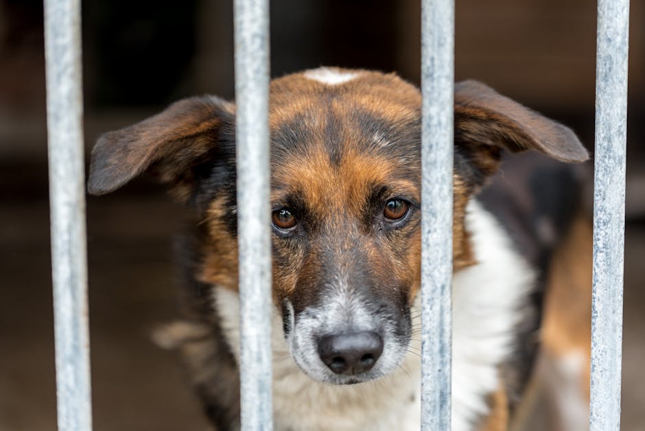 Why Dog Clubs Lost £20k