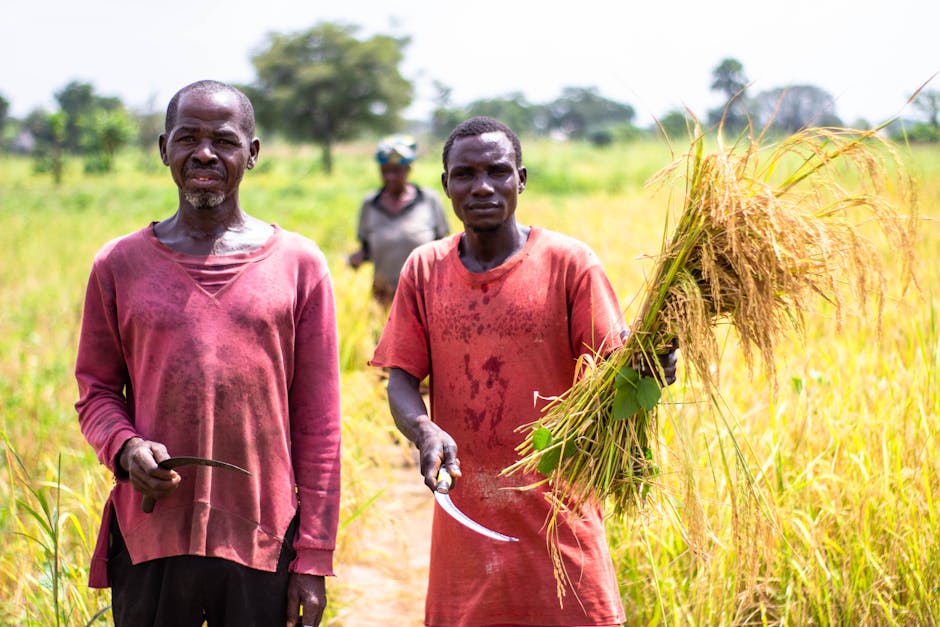 Why ‘Farmgate’ Scandal Matters to South Africa