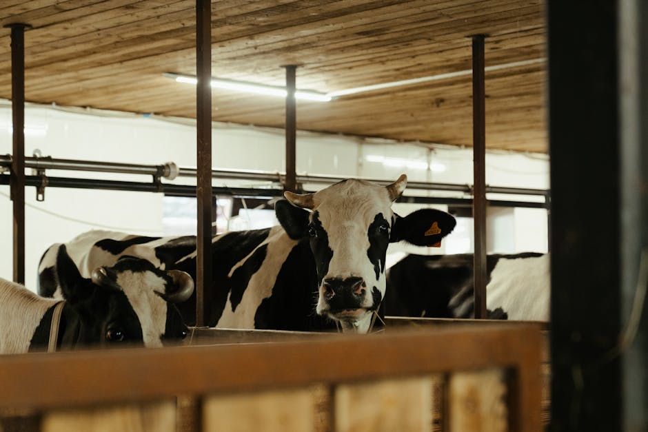 Why Fast Food Chains Are Switching to Beef Tallow