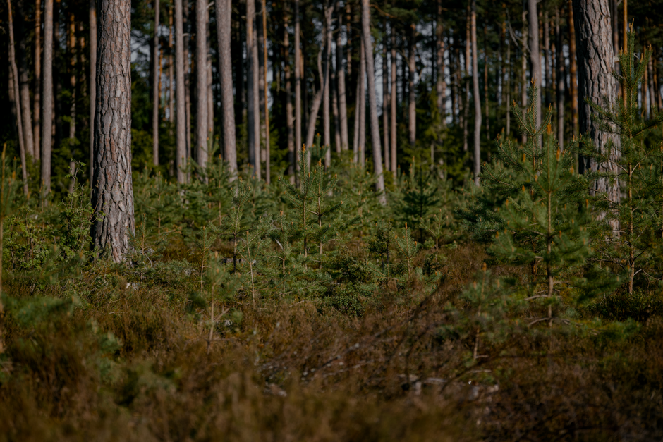 Why Hindhead Tunnel Matters