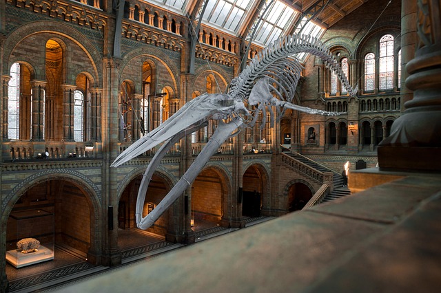 Why Marine-Mammal Histories Matter