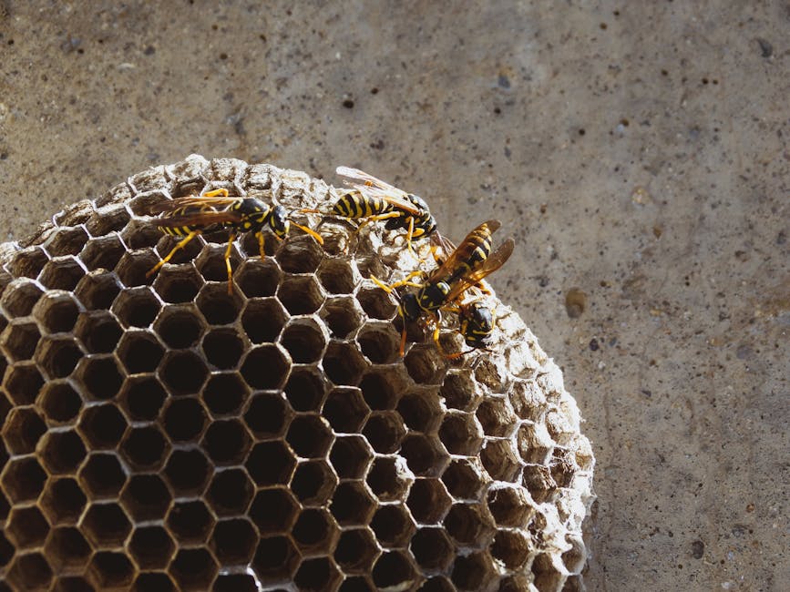 Why Queenless Wasp Colonies Survive Chaos - VirentaNews