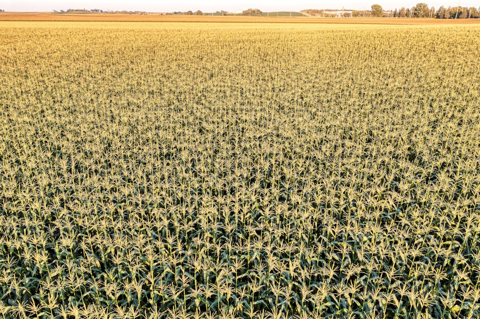 Why USDA Corn Estimates Were Off by 4.5 Million Acres