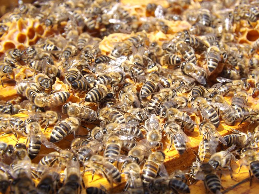 Arizona Bee Swarms Surge: How to Survive Aggressive Attacks - VirentaNews