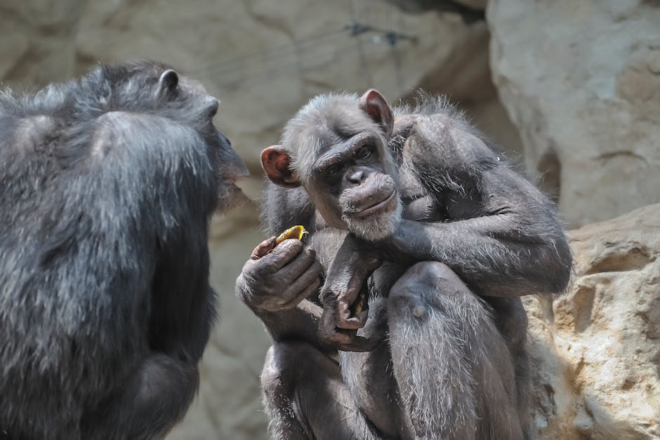 Chimpanzees and Bonobos Form Human-Like Friend Circles, Reveals Study