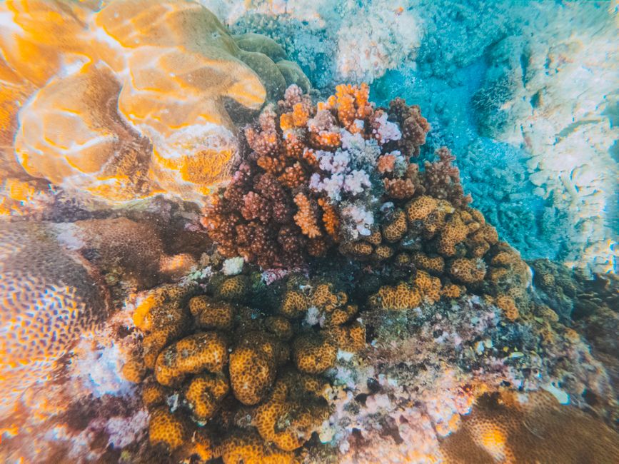Coral Reefs Reveals Last-Ditch Survival Plan Amid Mass Bleaching