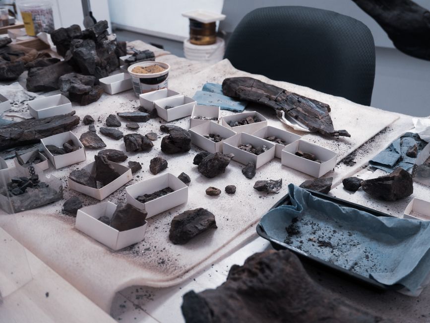 Fossil Discovery in Goethe’s Collection Reveals Ancient Ant