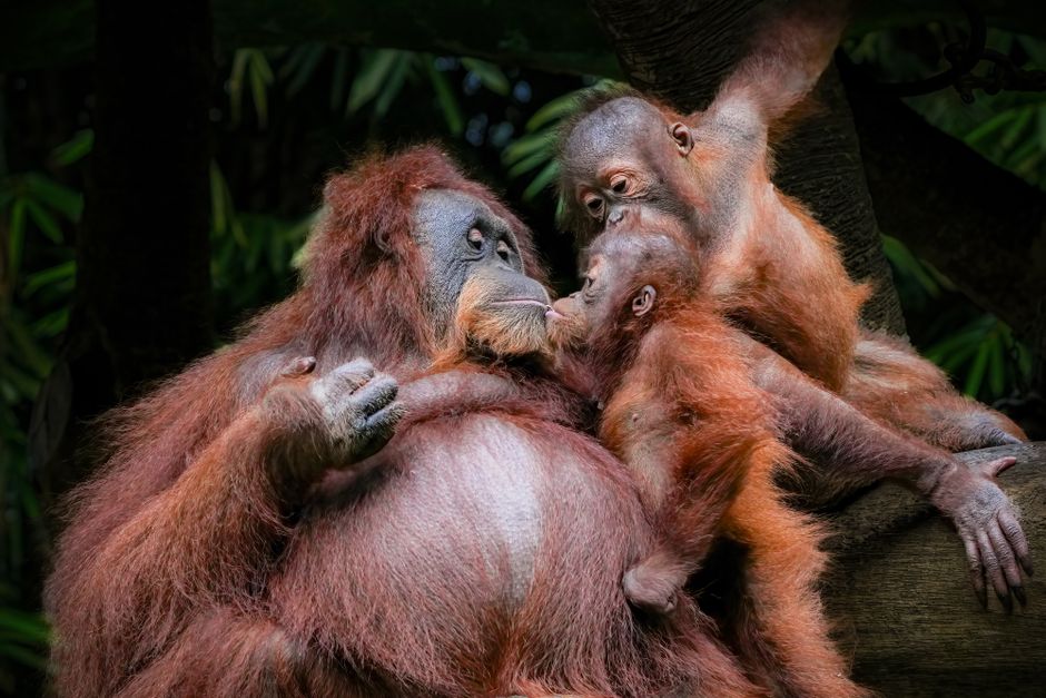 Four days of extreme rain killed 7% of world's rarest orangutans, study says - VirentaNews