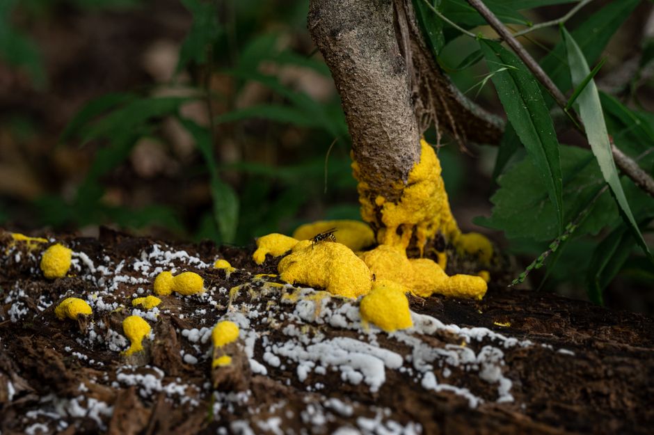 Fungi Reveals Critical Role in Ecosystem Impact Assessments