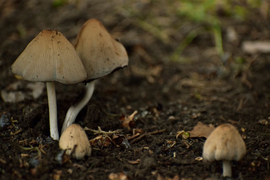 Fungus Threatens Food and Human Health, Researchers Argue - VirentaNews