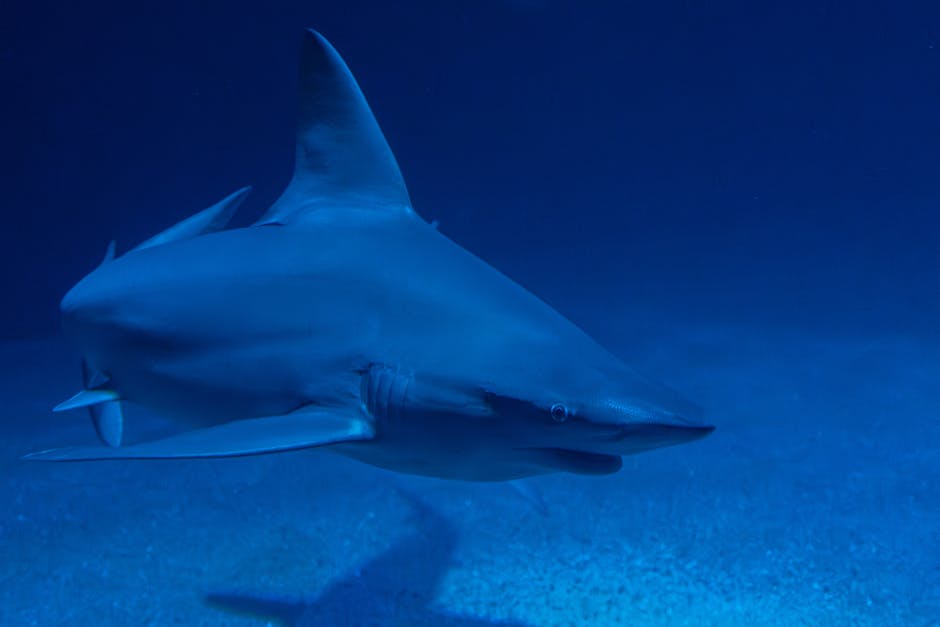 Great White Shark Spotted in Mediterranean as New Video Goes Viral