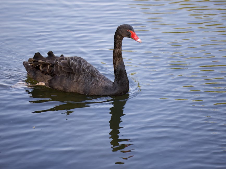 Grey Rhinos, Black Swans, and the Kidnapping of Nancy Guthrie: Corporate America's Risk Management Failures - VirentaNew