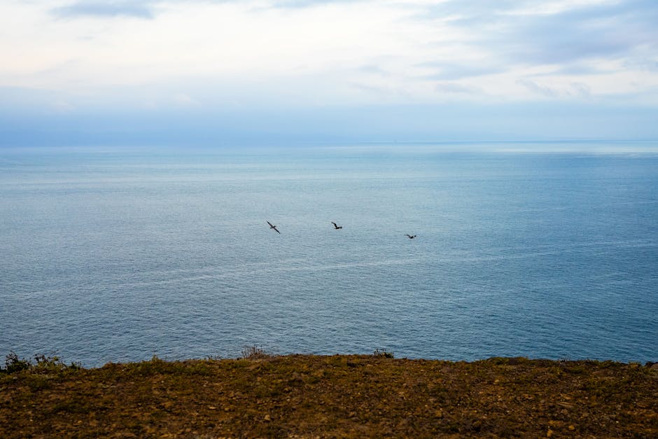 How Lindisfarne Reserve Is Saving the Little Tern - VirentaNews