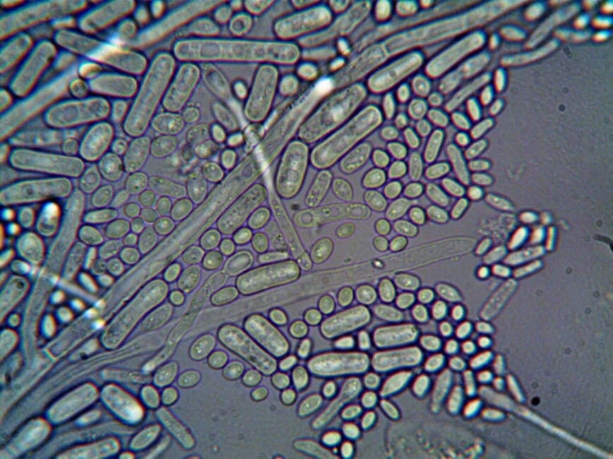 How Mature Gut Cells Become Colorectal Cancer Stem Cells
