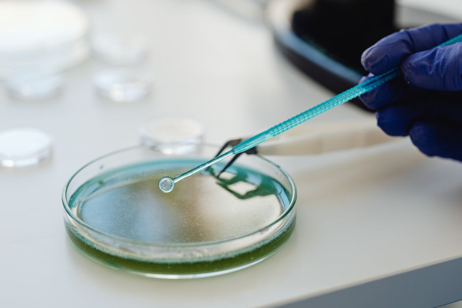 How Probiotics Impact Ageing Gut Health