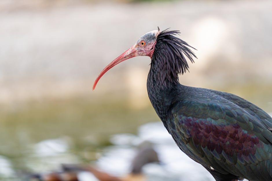 Japan’s Crested Ibis Population Surges to 500 - VirentaNews