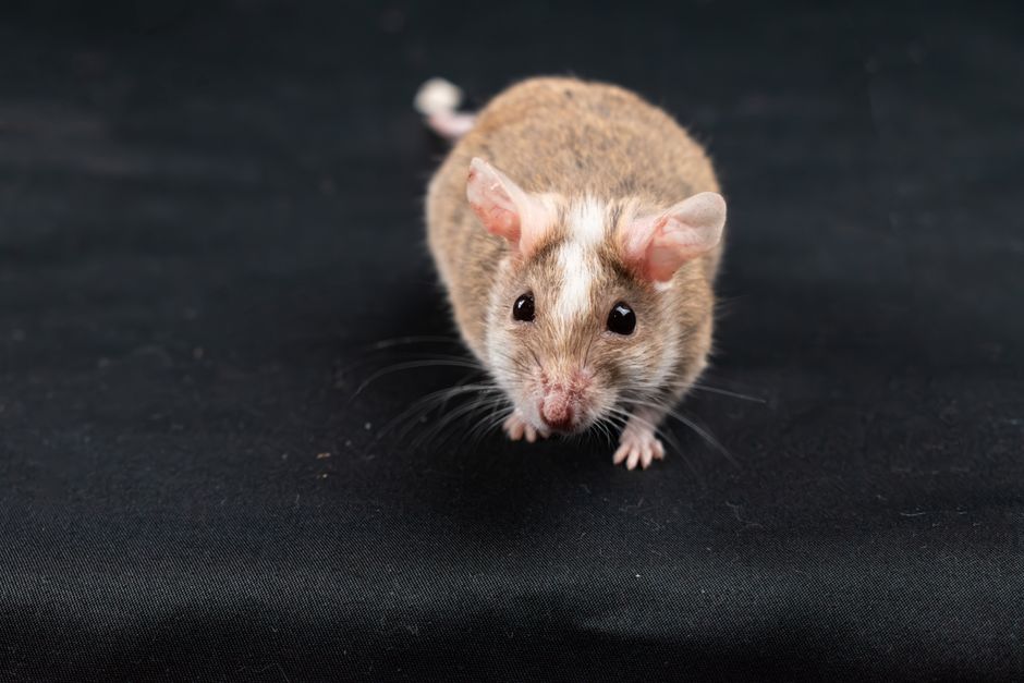 Judge Kennedy Orders Woman to Remain in Hantavirus Quarantine Despite CDC Guidance