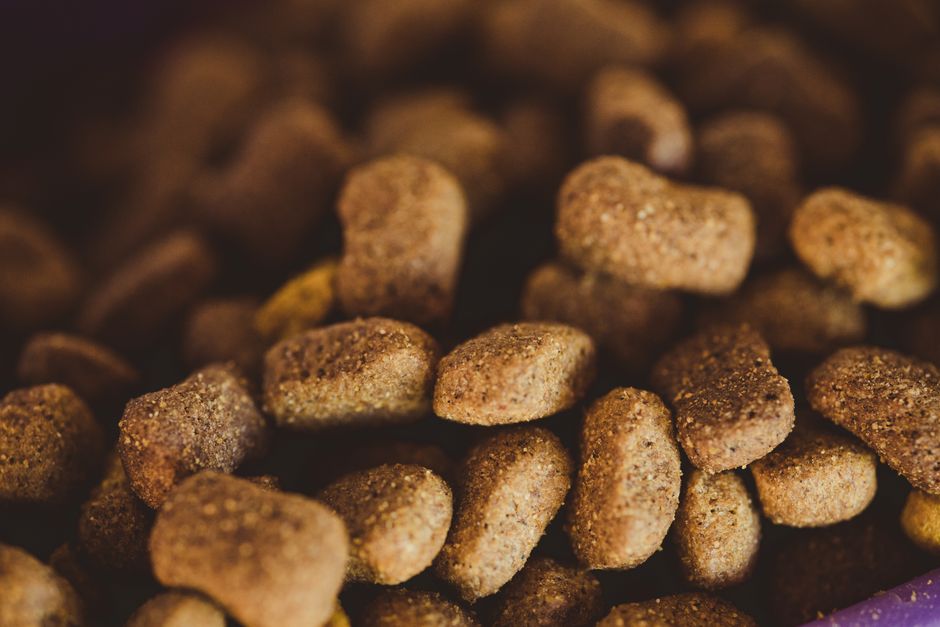Microplastics in over 75% of pet food, study finds - VirentaNews
