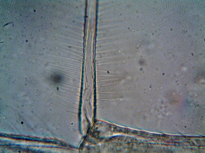 Nanostructure of tooth enamel reveals dietary shifts in human evolution - VirentaNews