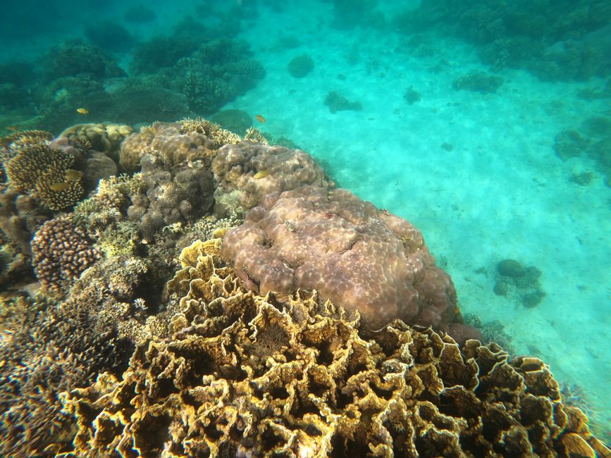New Coral Study Reveals Areas Where Reefs Are Hanging On